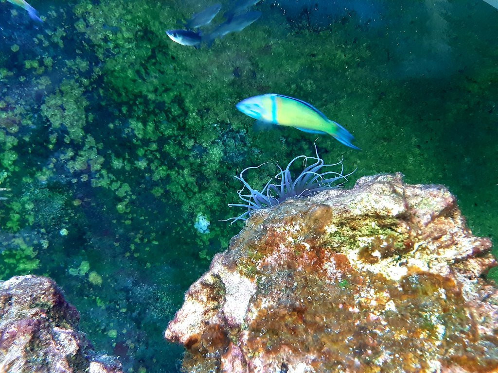 Life Fish Station - Porto Pim Aquarium-奥尔塔必去景点