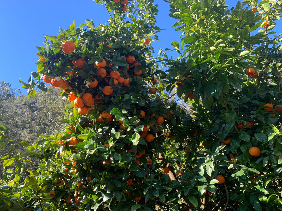 Watkins Orchard景点图片