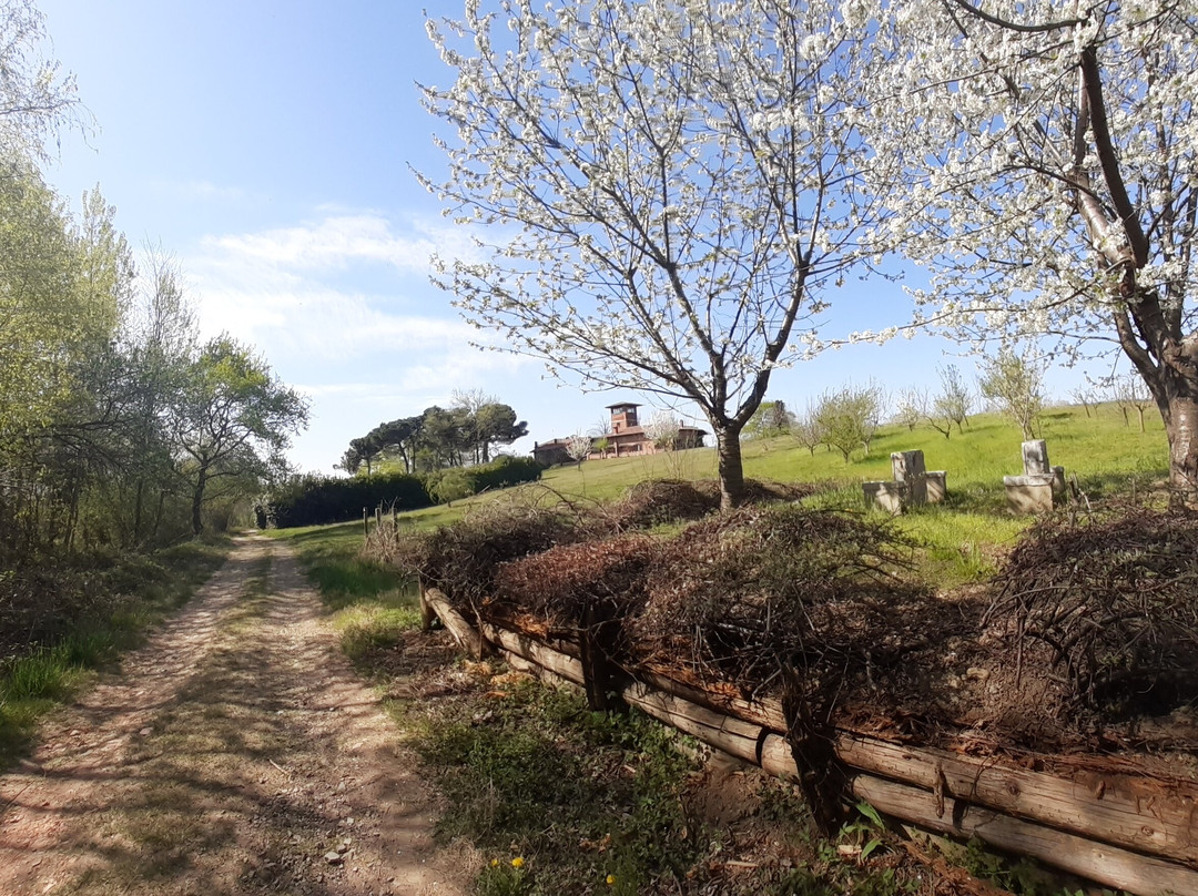 Cressa Sant'antonino - Tra Sentieri e Vigneti景点图片