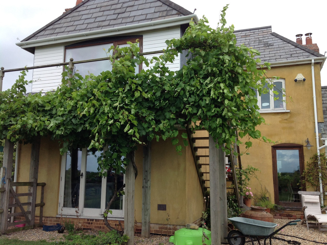 Glyndwr Vineyard主图