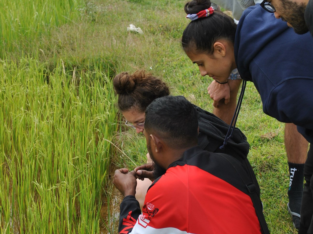 Aileu District旅游攻略图片