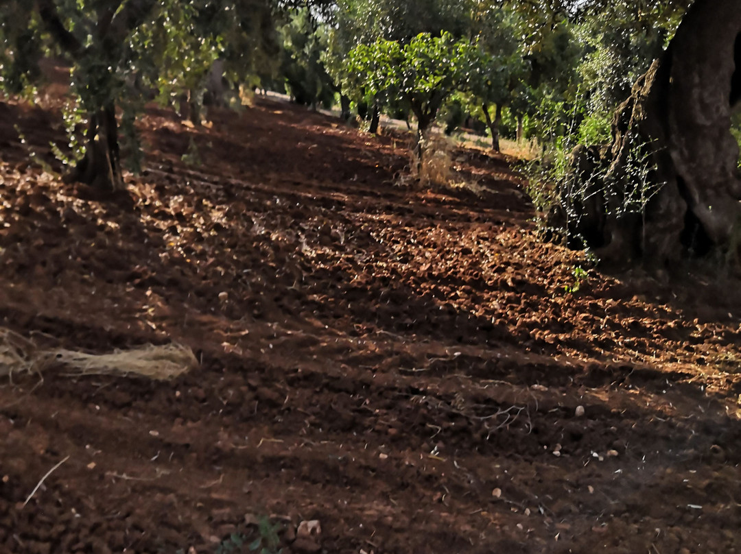 Masseria Asciano主图