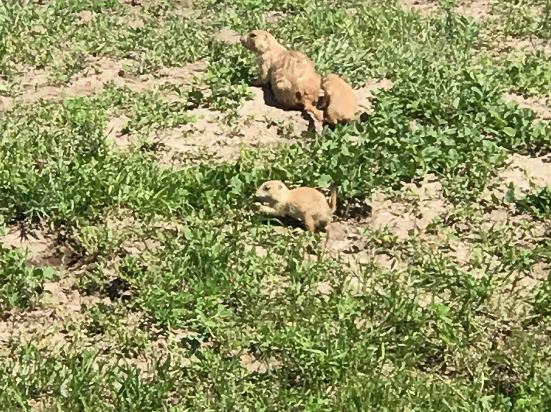 Roberts Prairie Dog Town-恶地国家公园必去景点