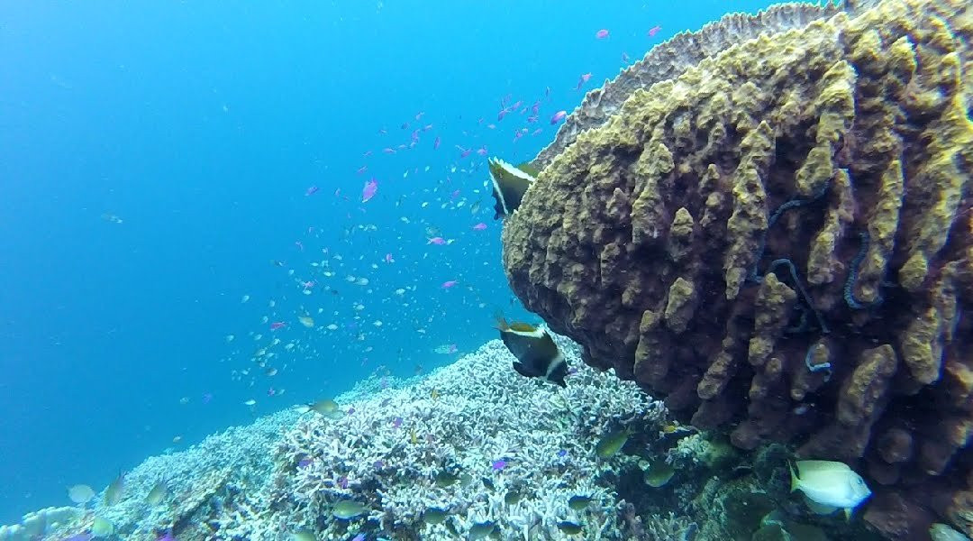 Togean Journey景点图片