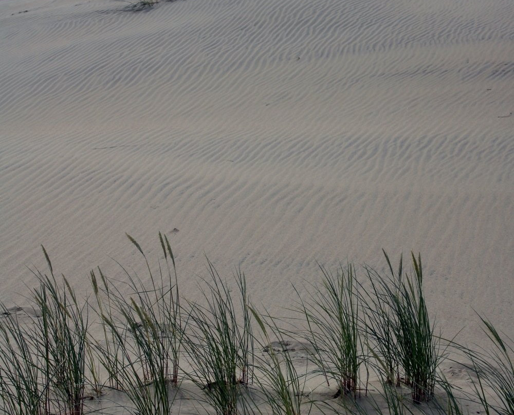 The Dead Dunes-Pervalka必去景点