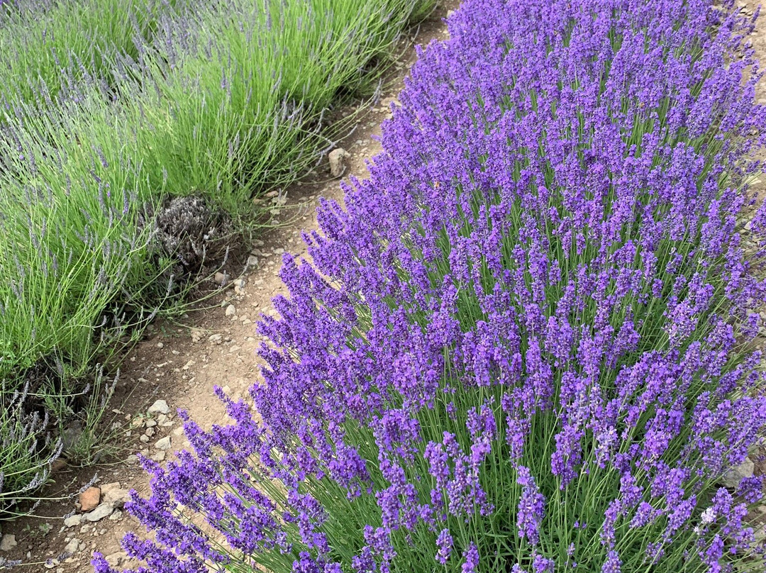 Prince Edward County Lavender景点图片