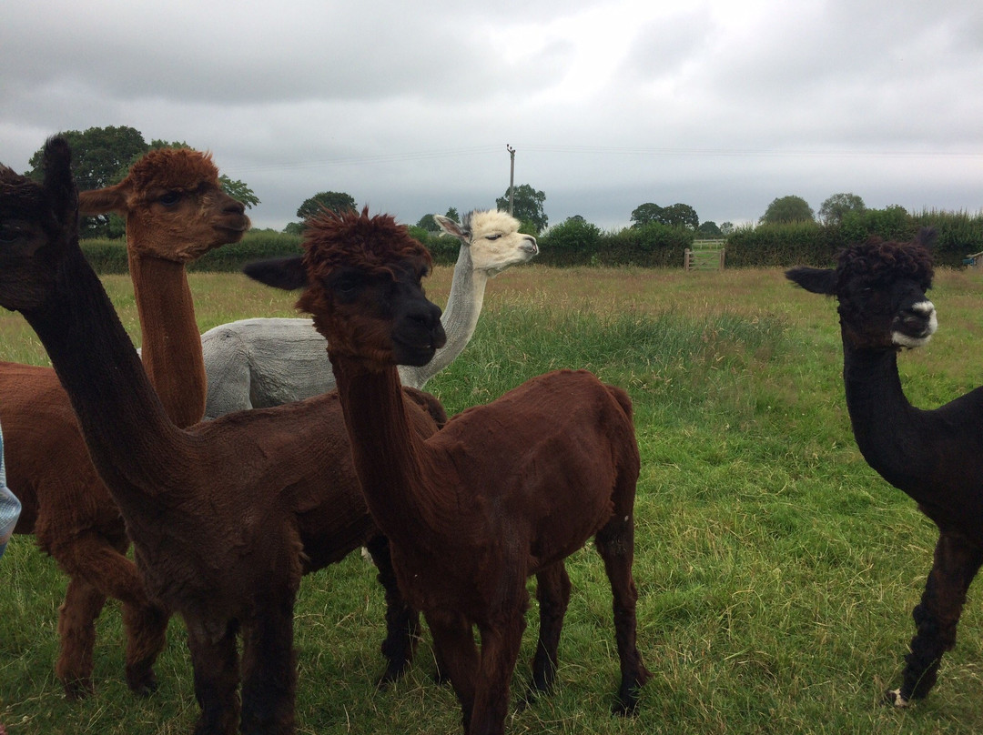 Clivewood Alpacas-什鲁斯伯里必去景点