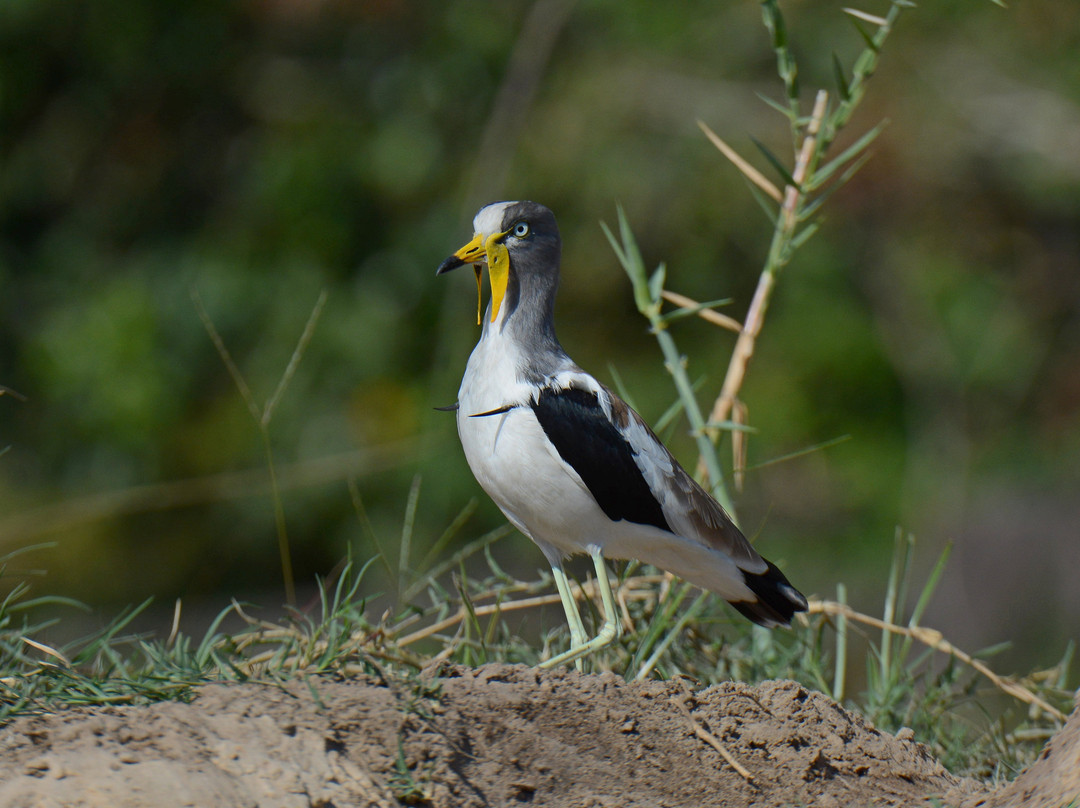 Kingdom Birding-德班必去景点