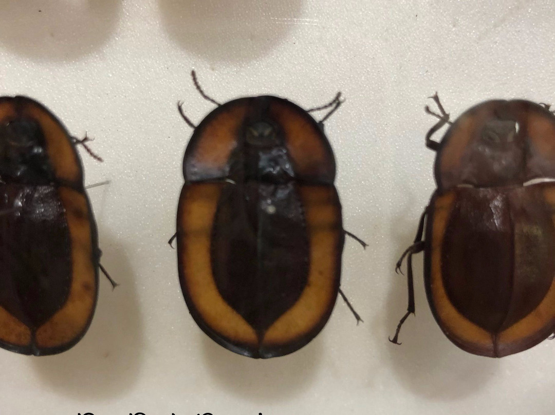 Daintree Entomological museum-Diwan必去景点