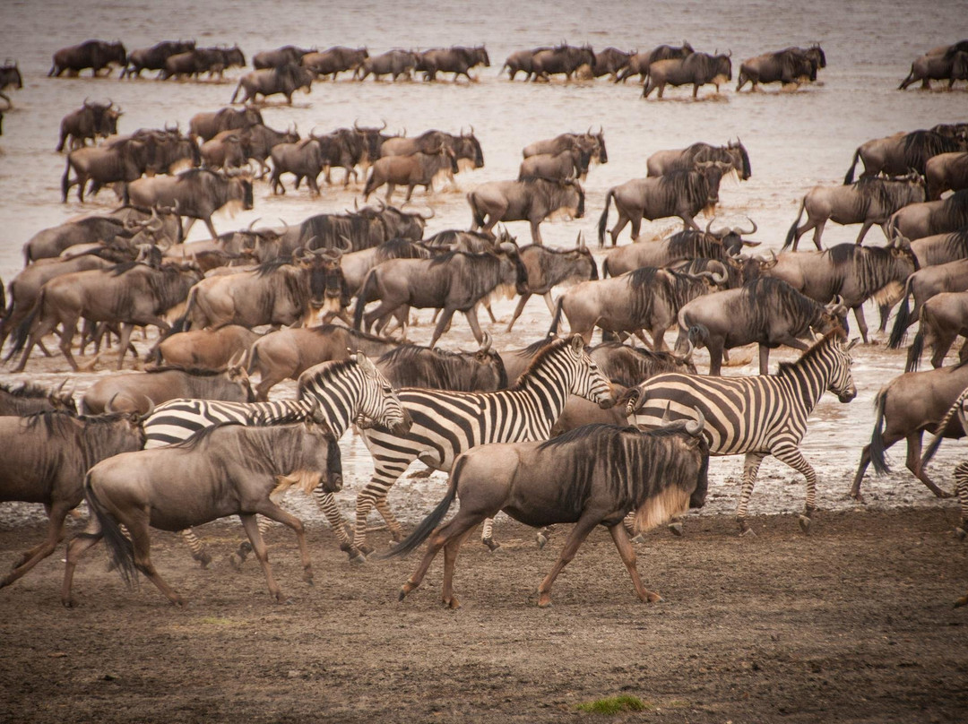 Explore masai mara safaris景点图片