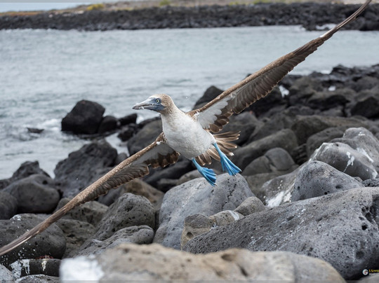 Casa Iguana Mar y Sol主图
