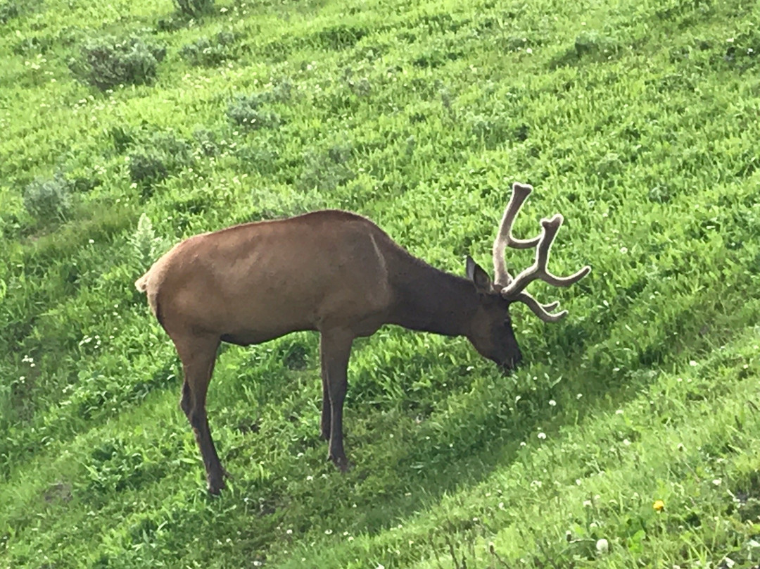 Signal Mountain Lodge Scenic Float Trip-莫兰必去景点