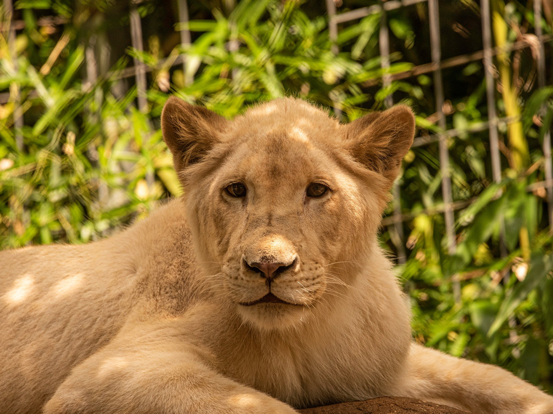 Tiger Creek Animal Sanctuary景点图片