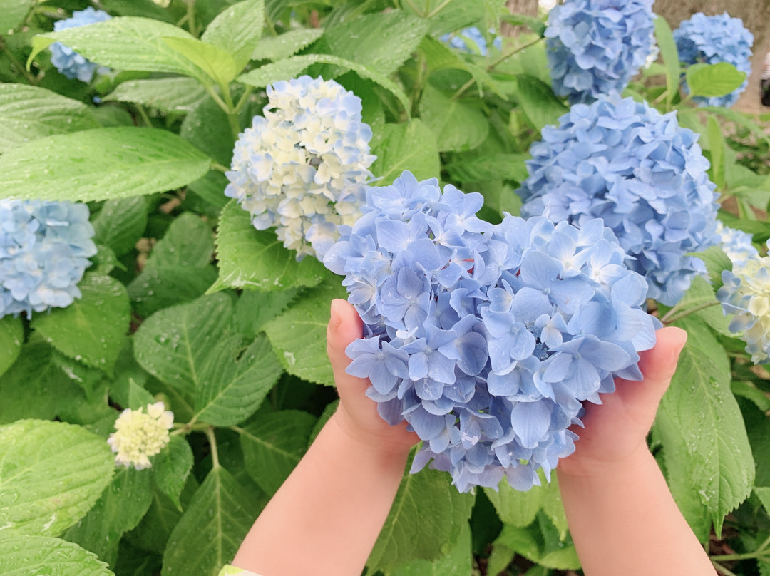 Mimo Shrine-一宫市必去景点