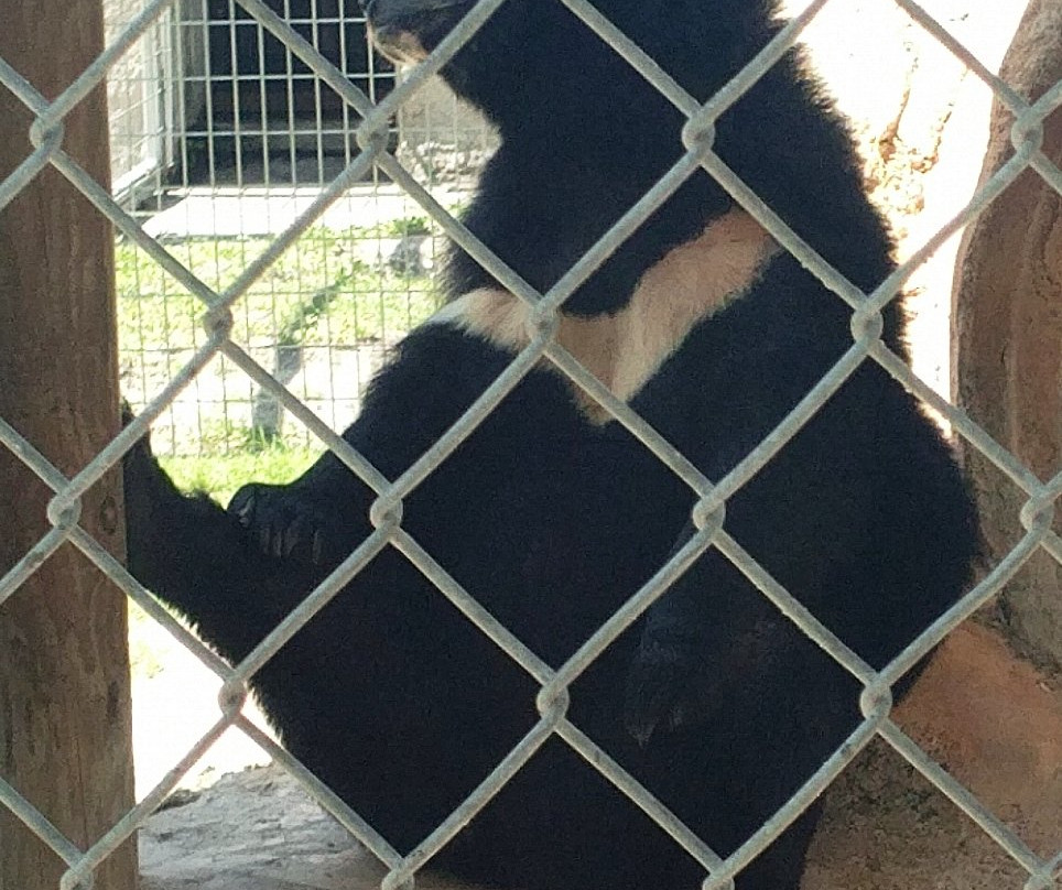 Big Cat Habitat-萨拉索塔必去景点