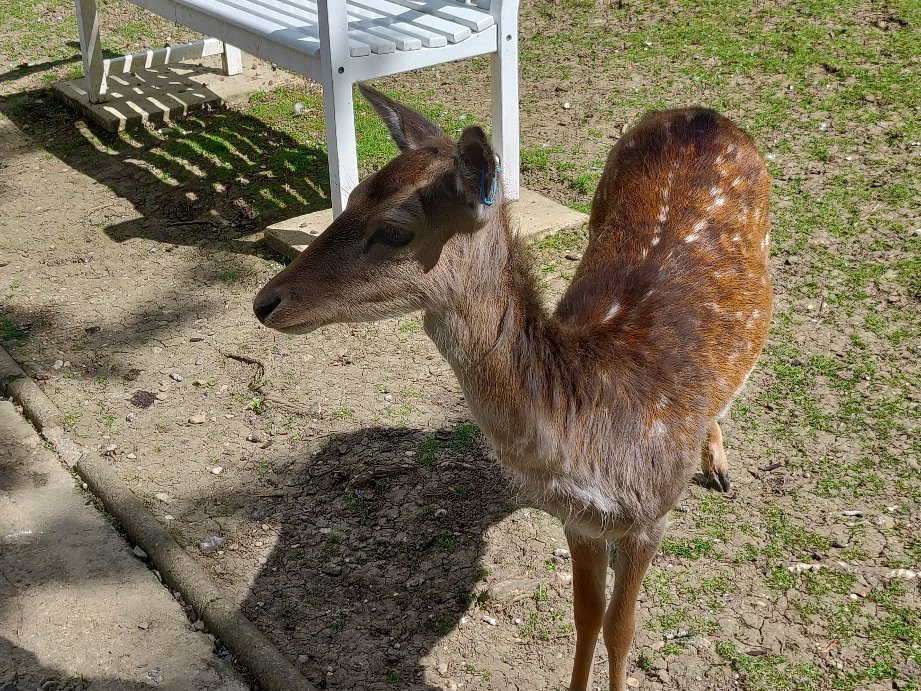 Prinknash Bird And Deer Park景点图片