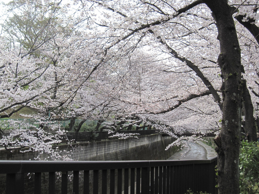 Shakuji River Green Road景点图片