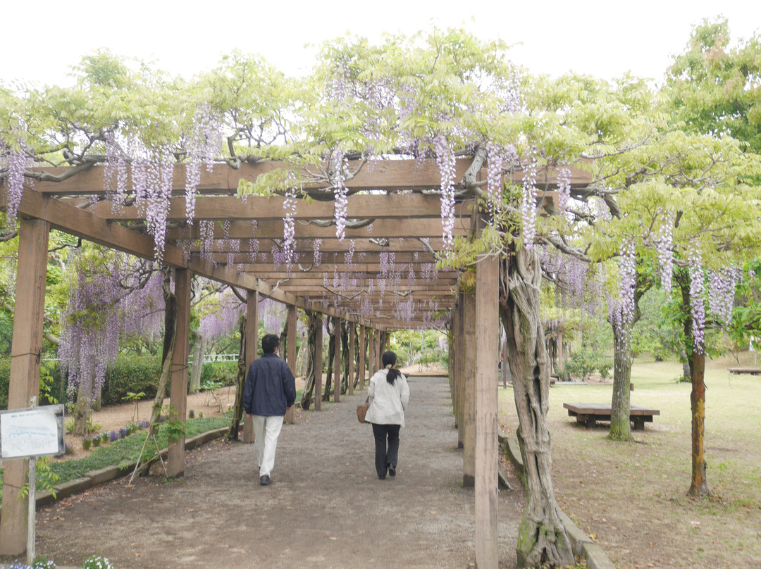 Omishima Fuji Park-今治市必去景点