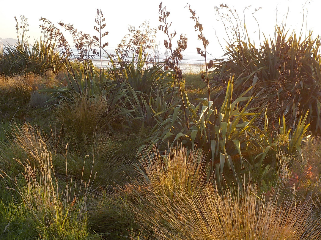 Paraparaumu Foreshore Shared Pathway景点图片