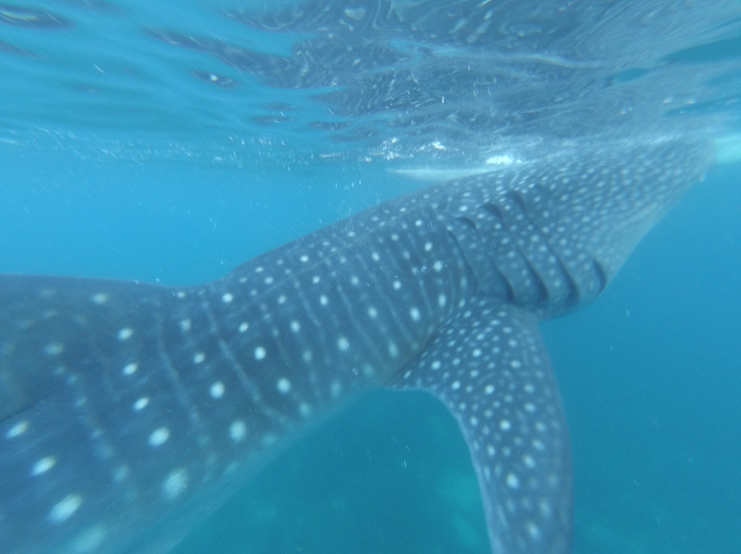 Whalesharks on Wheels景点图片