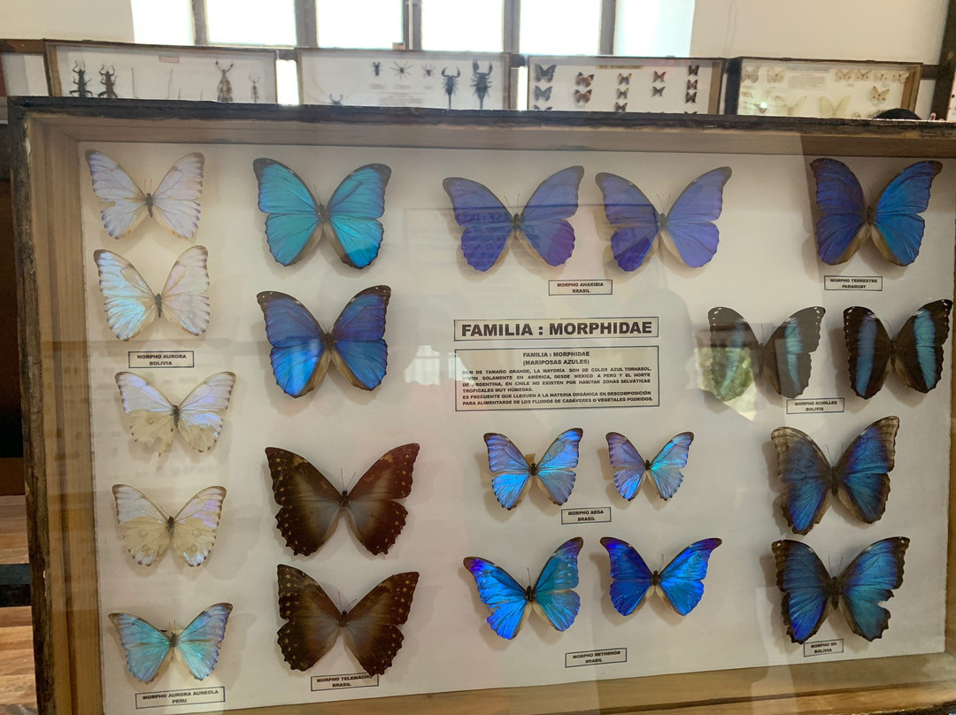 Museo Entomologico de Vicuna景点图片