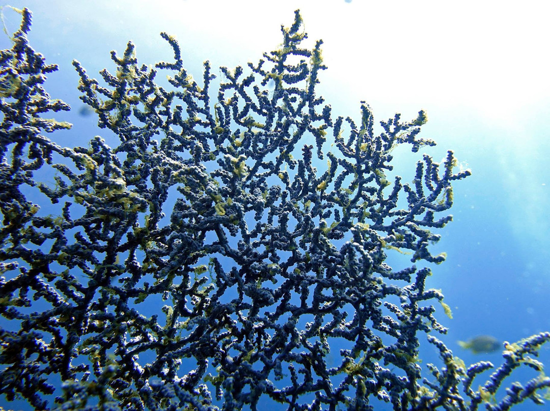 EACY Dive School景点图片