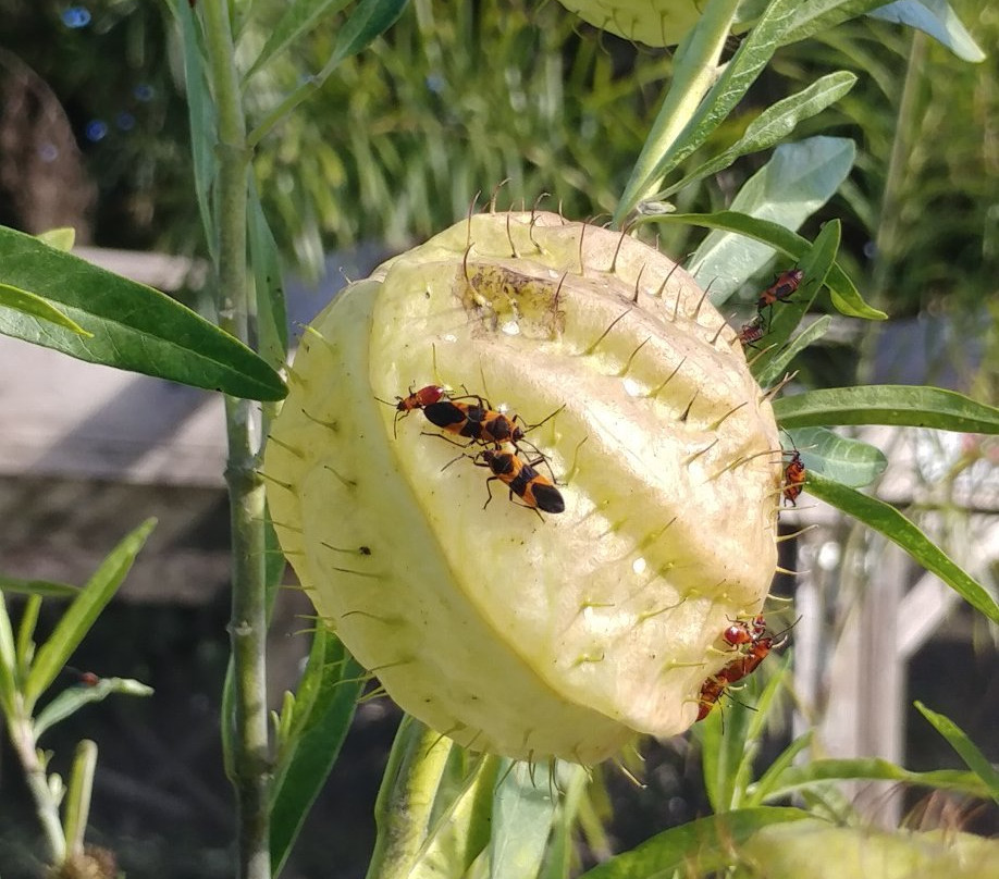 In The Garden景点图片