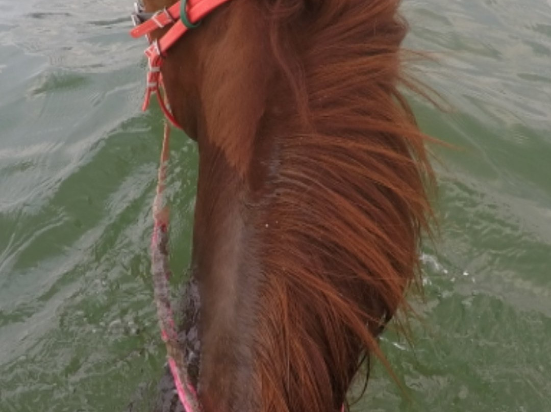 Krabi Nature Horse Riding景点图片