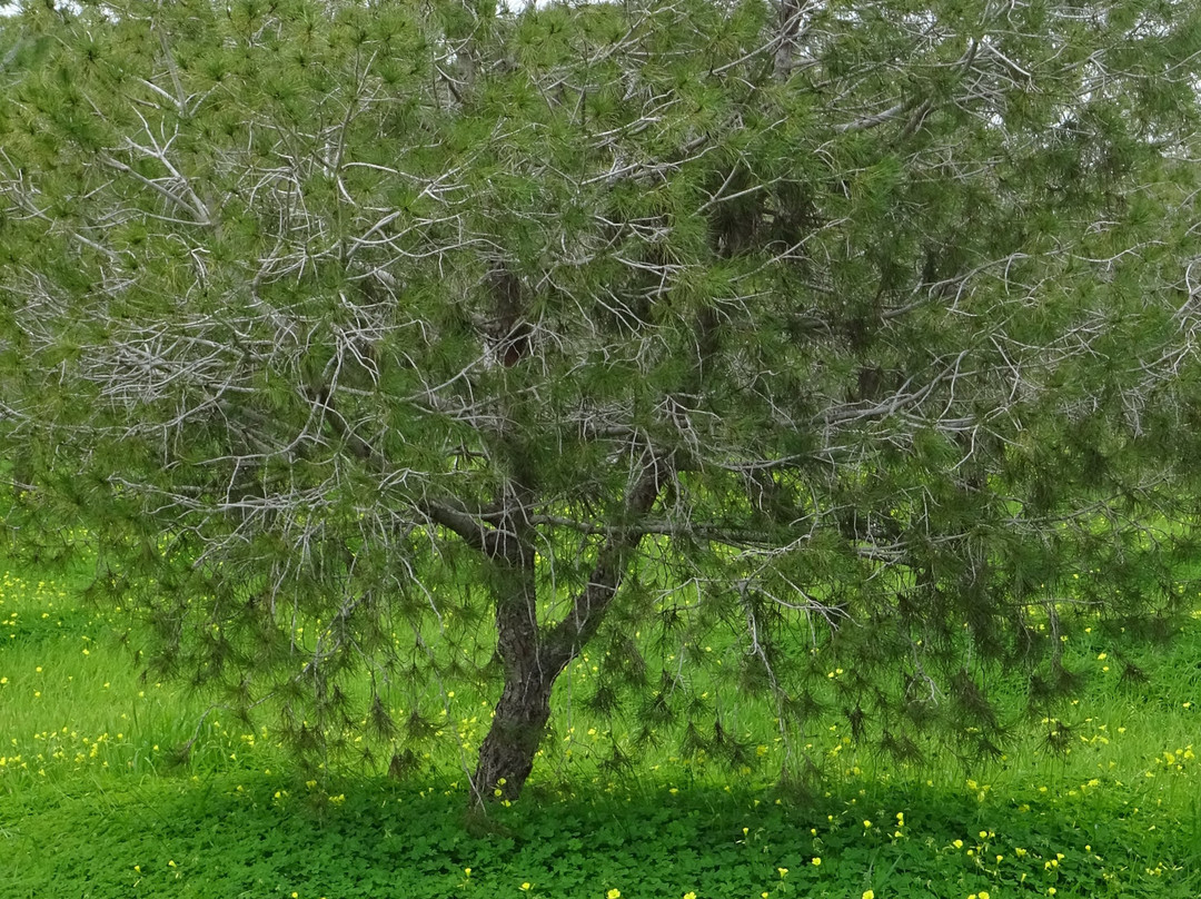 Larnaka Salt Lake-拉纳加必去景点