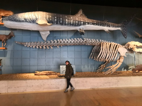 浙江自然博物馆-杭州市必去景点