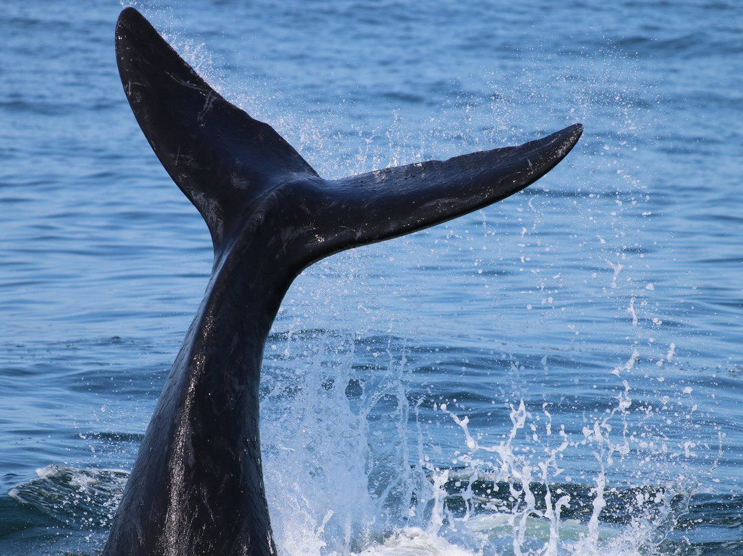 Whale Watching Hermanus-赫曼努斯必去景点