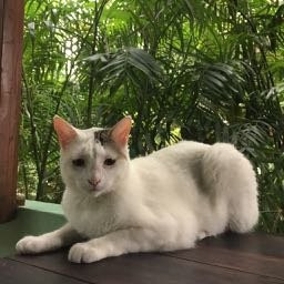 Genesis Eco Oasis主图