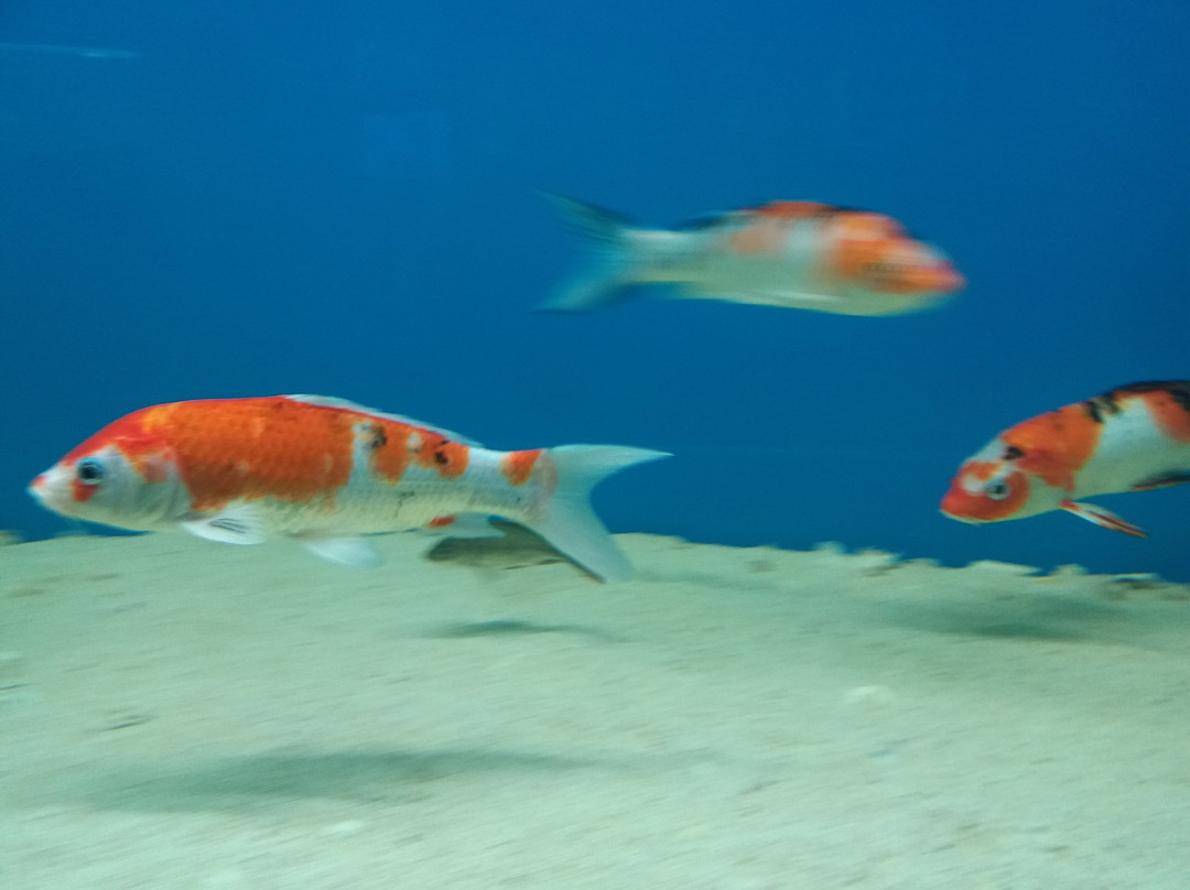 Karwar Aquarium-Karwar必去景点