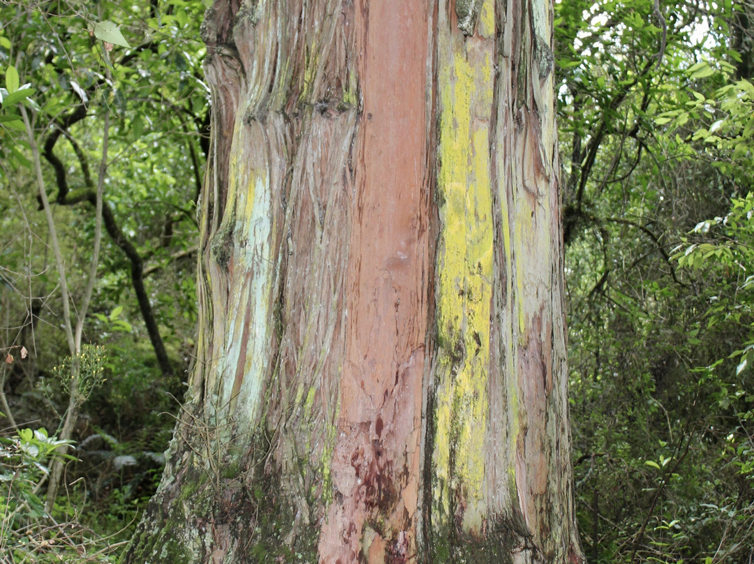 Gumboot Statue-Taihape必去景点