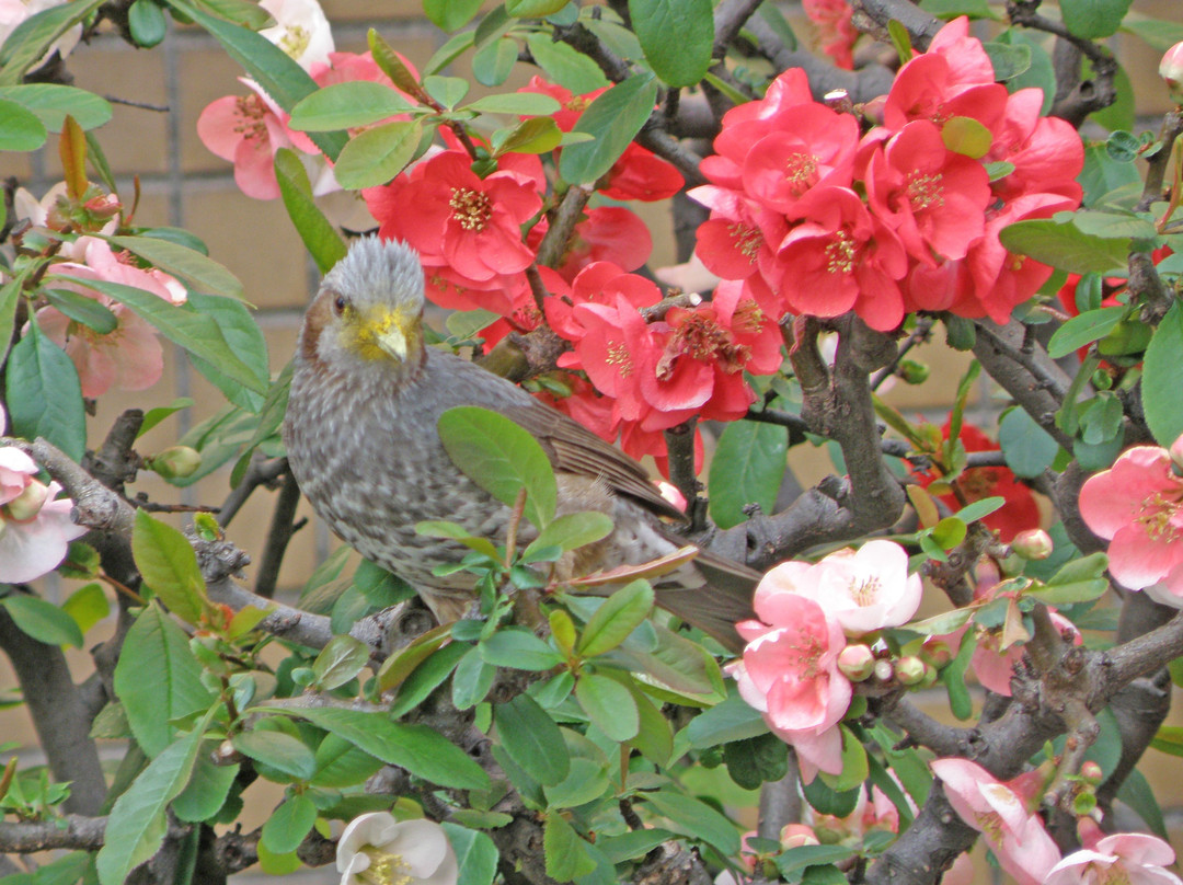 Hotel Livemax Chofu-Ekimae主图