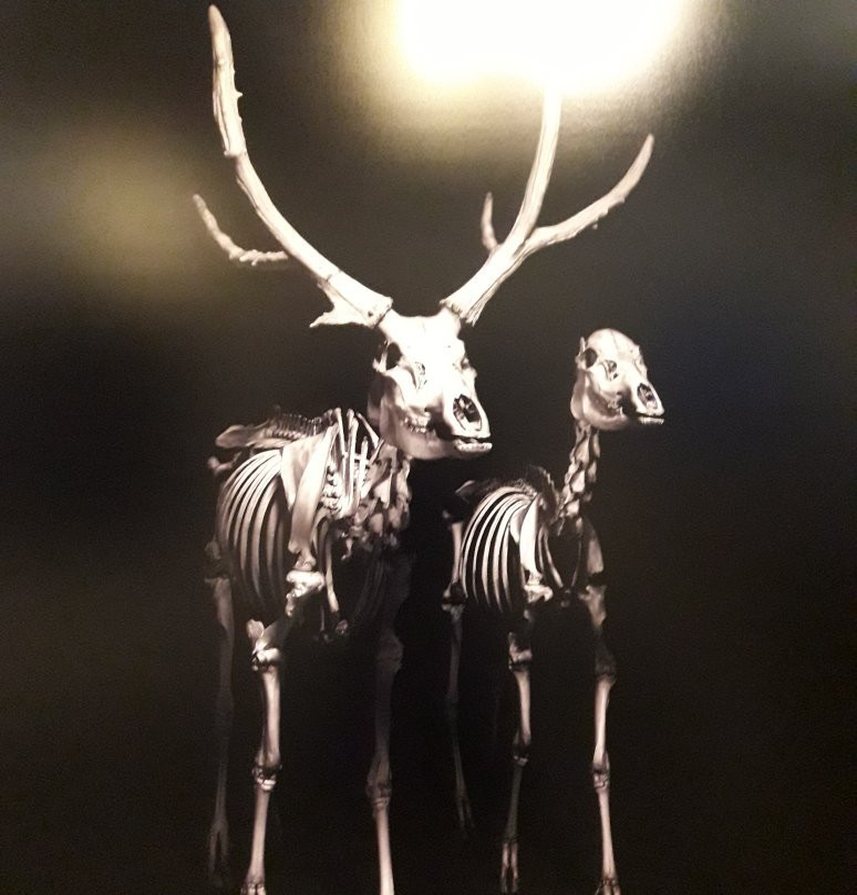 Musee de Prehistoire d'Ile-De-France景点图片
