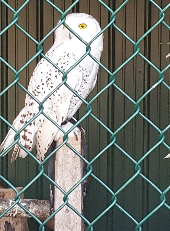 Wild Wings-Honeoye Falls必去景点