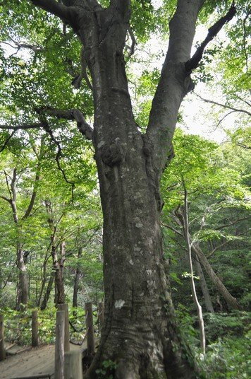 Tomeyama景点图片