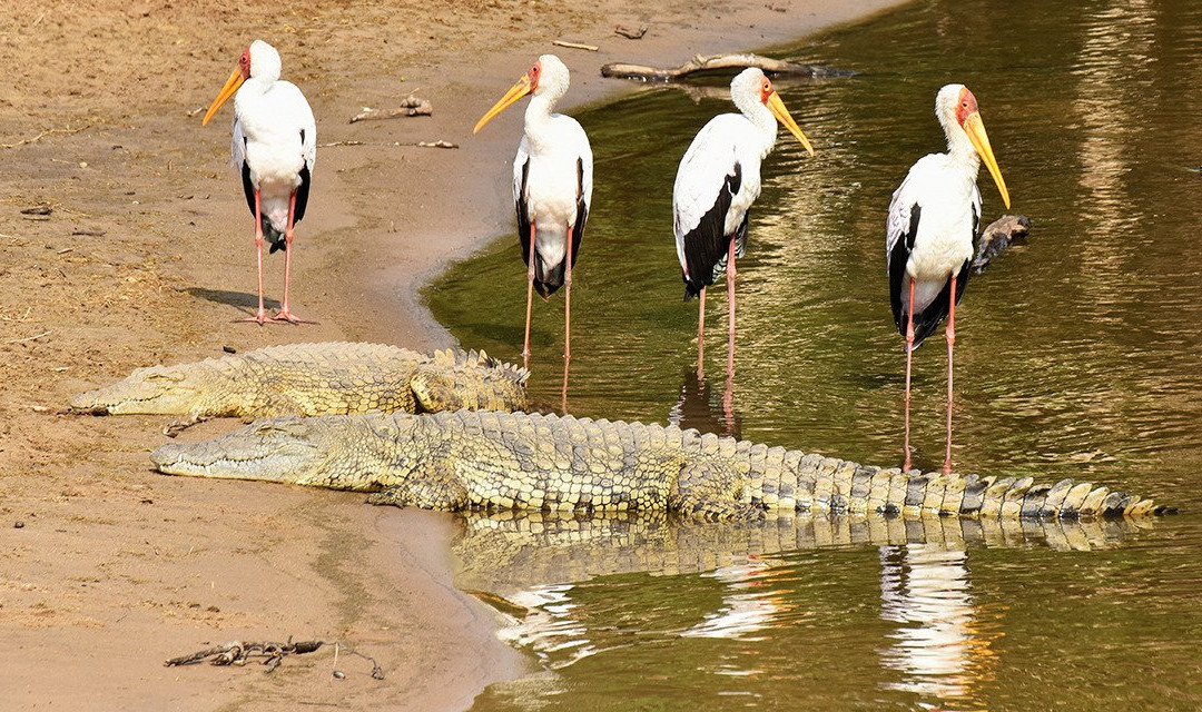 Grumeti River-塞伦盖蒂国家公园必去景点