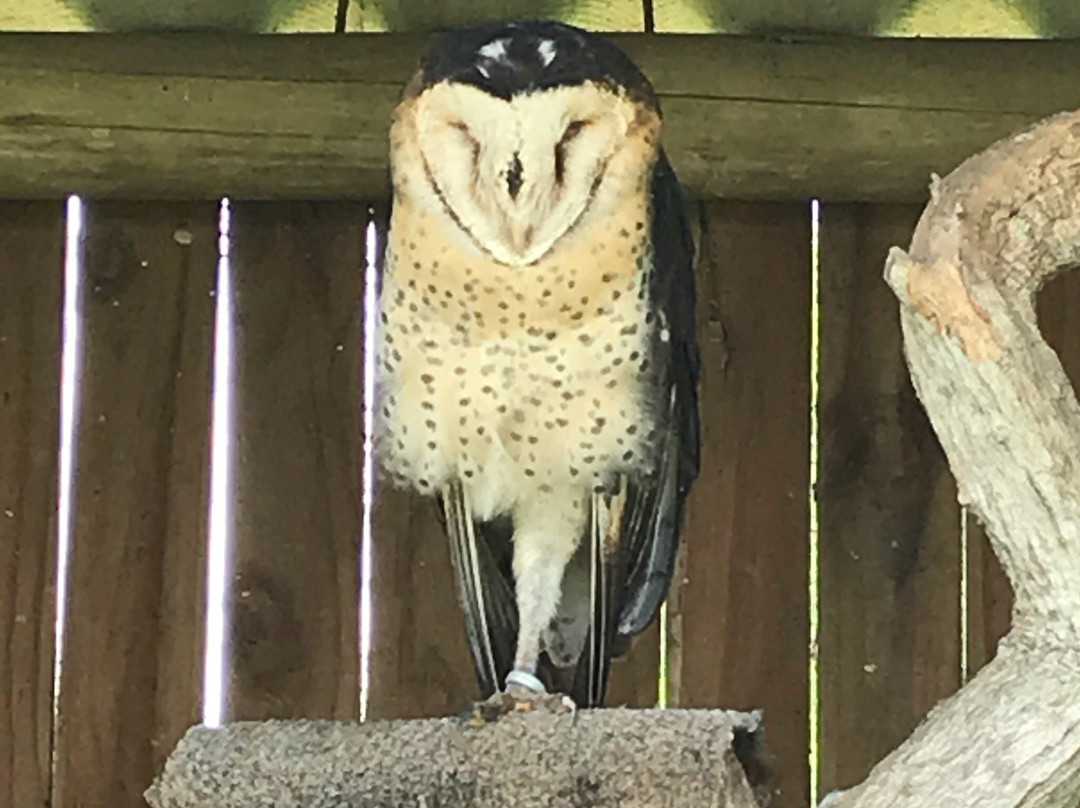 African Raptor Centre-彼得马里茨堡必去景点