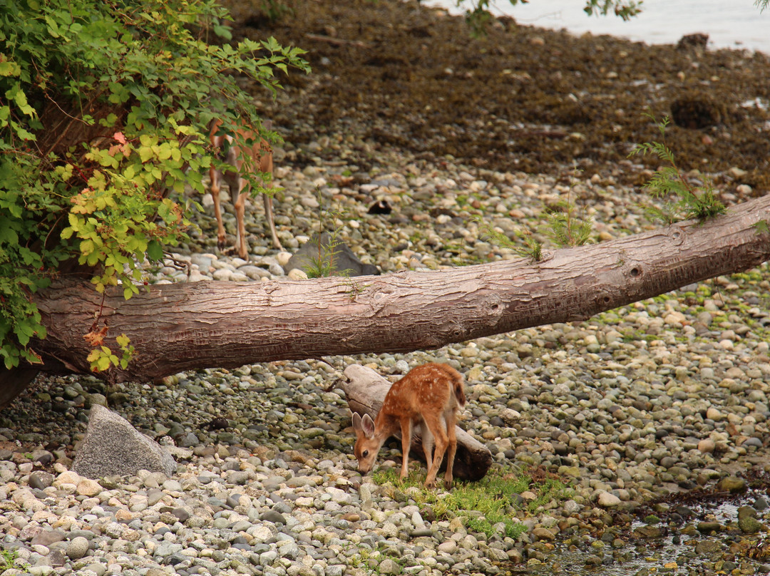 Beachcomber B&B主图