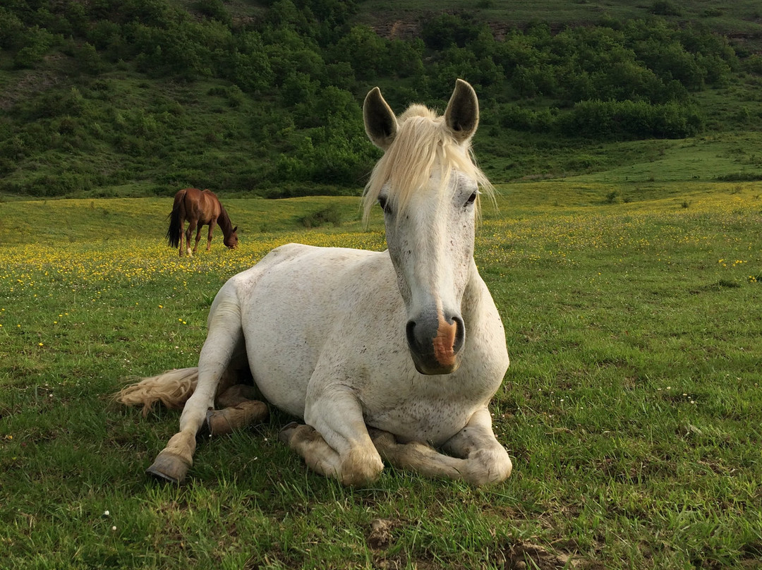 Les Chevaux du Rajal - Day Classes-La Bastide-Pradines必去景点