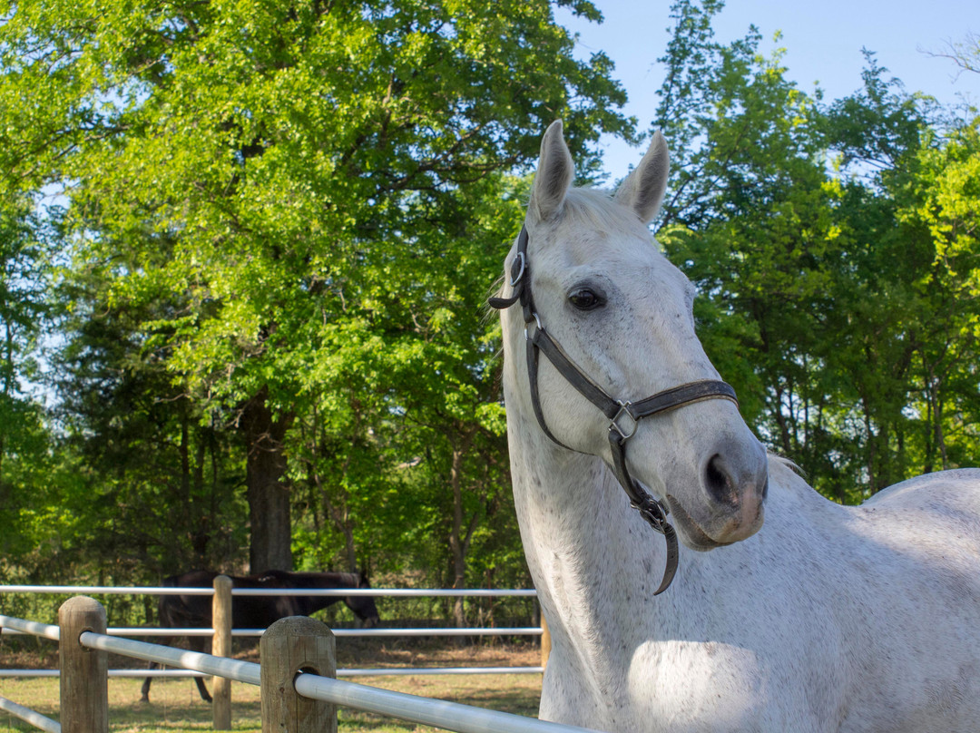 Lake Fork Stables-Yantis必去景点