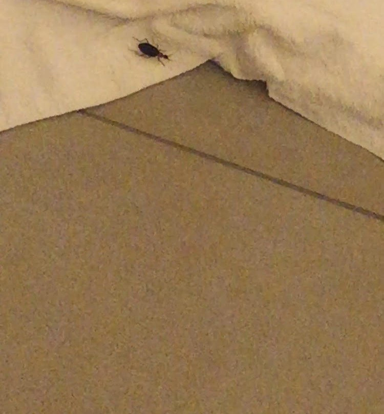 Comfort Inn & Suites主图