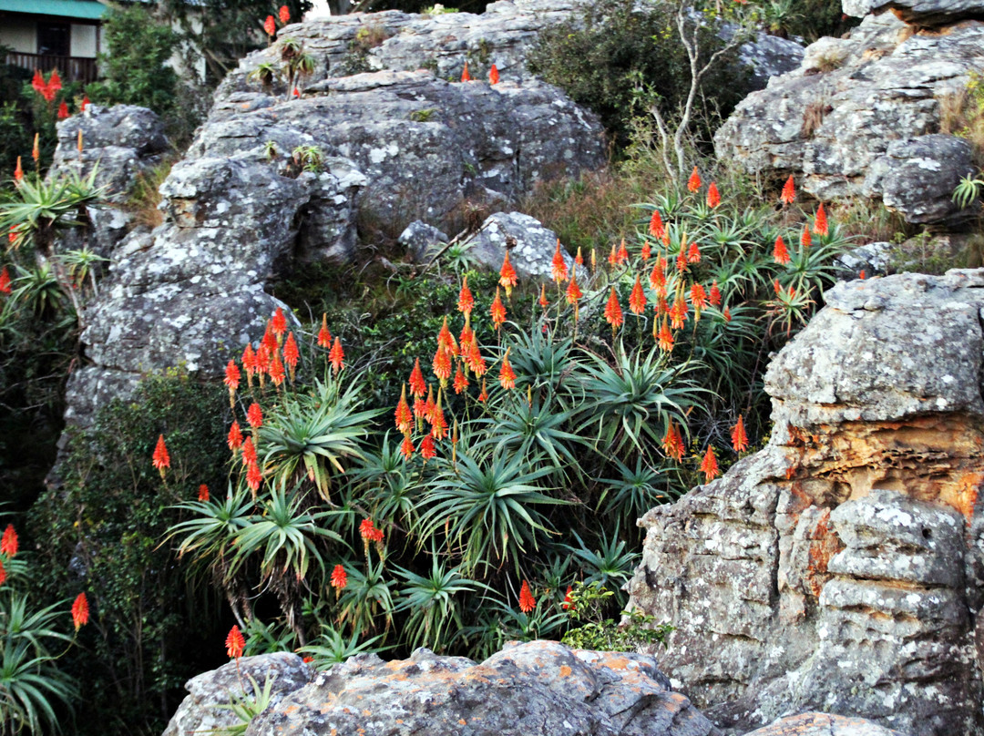 Kaapsche Hoop Gastehuis主图