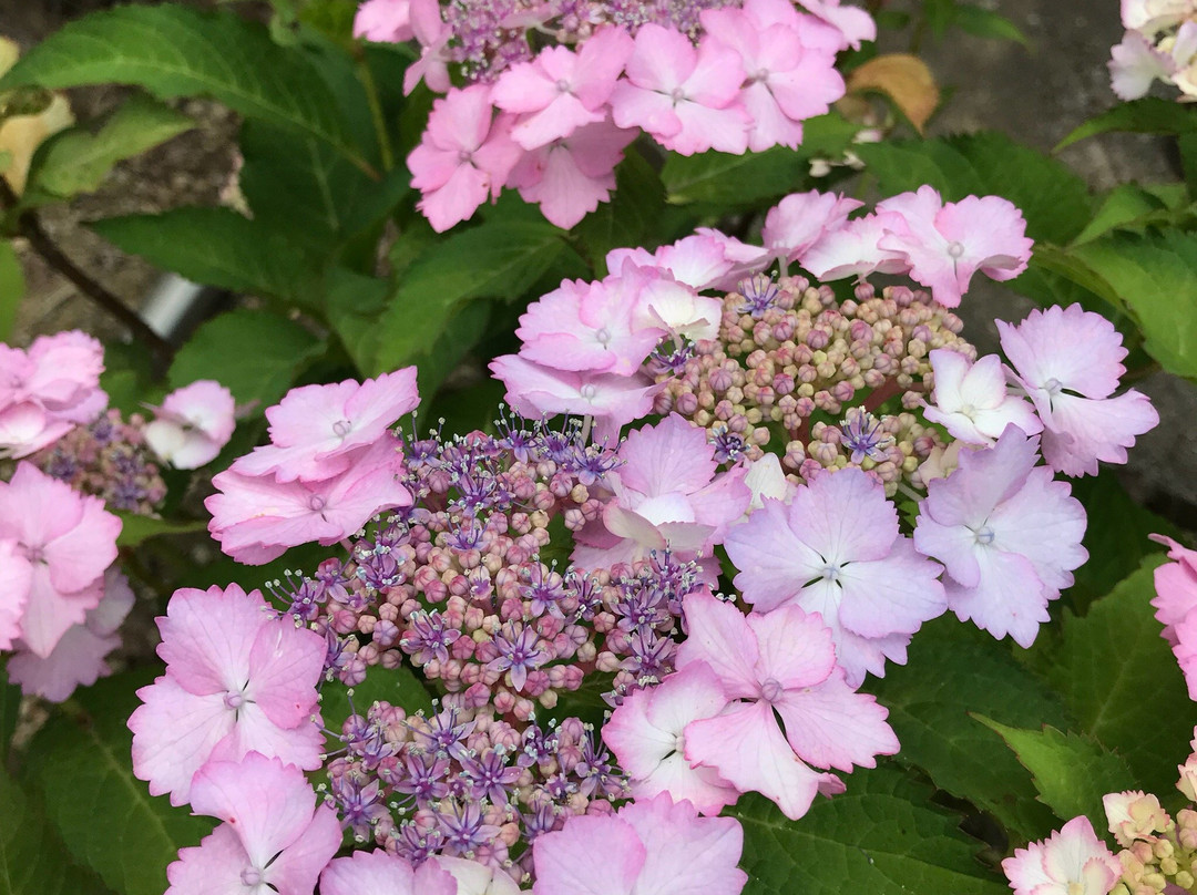Kinsen-ji Temple-岚山町必去景点