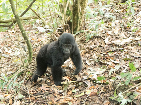 Let's Go Travel-坎帕拉必去景点