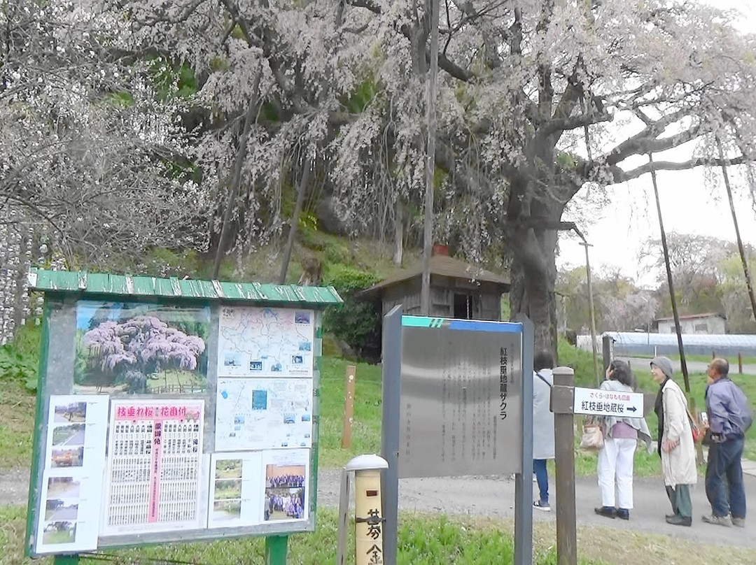 Benishidare Jizozakura-郡山市必去景点