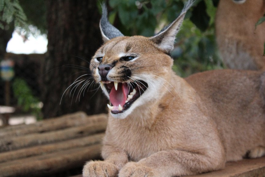 Chameleon Village Lion & Tiger Park-Brits必去景点