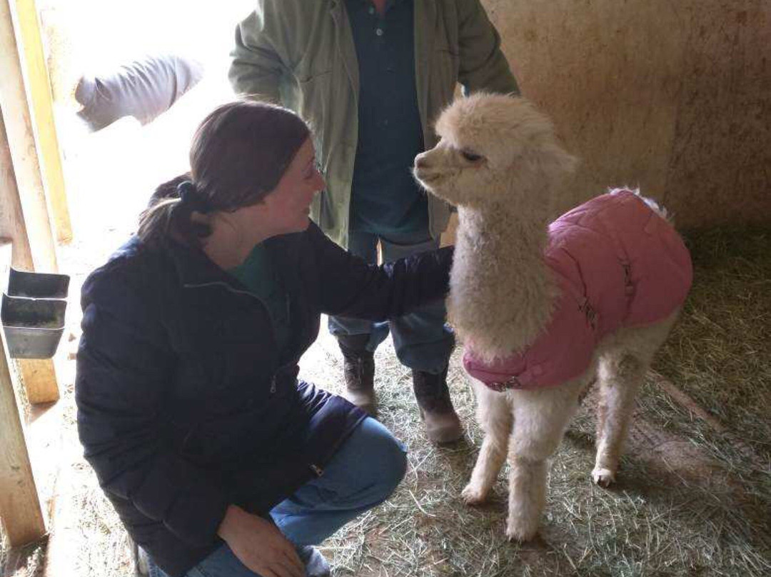 Que Sera Alpaca-圣菲必去景点